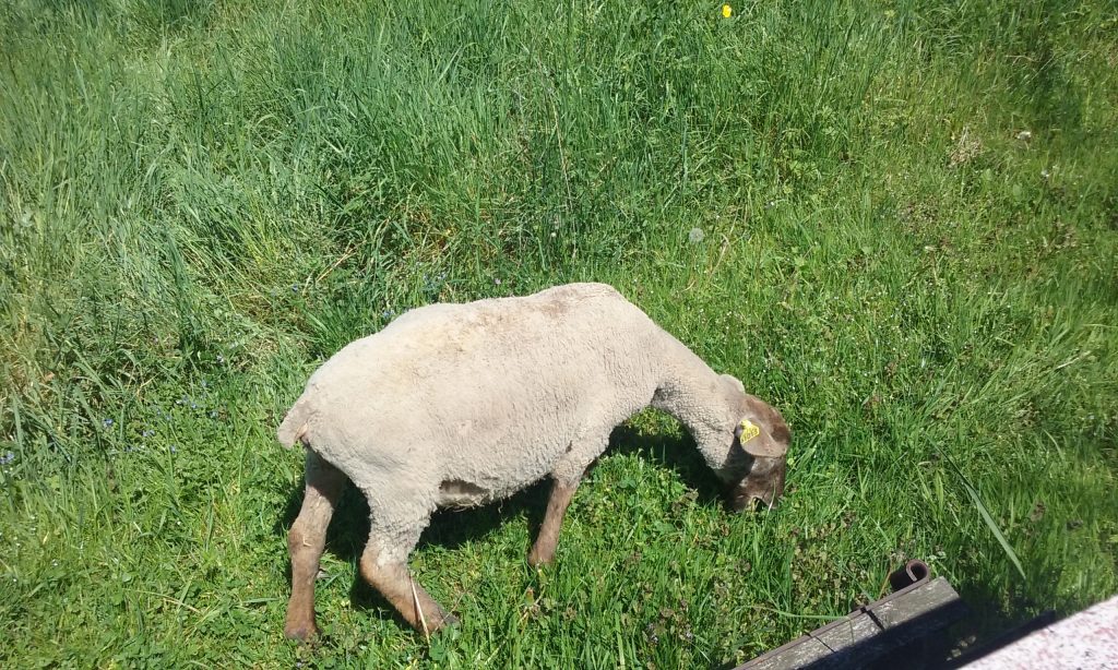 Moutons Saulxures 