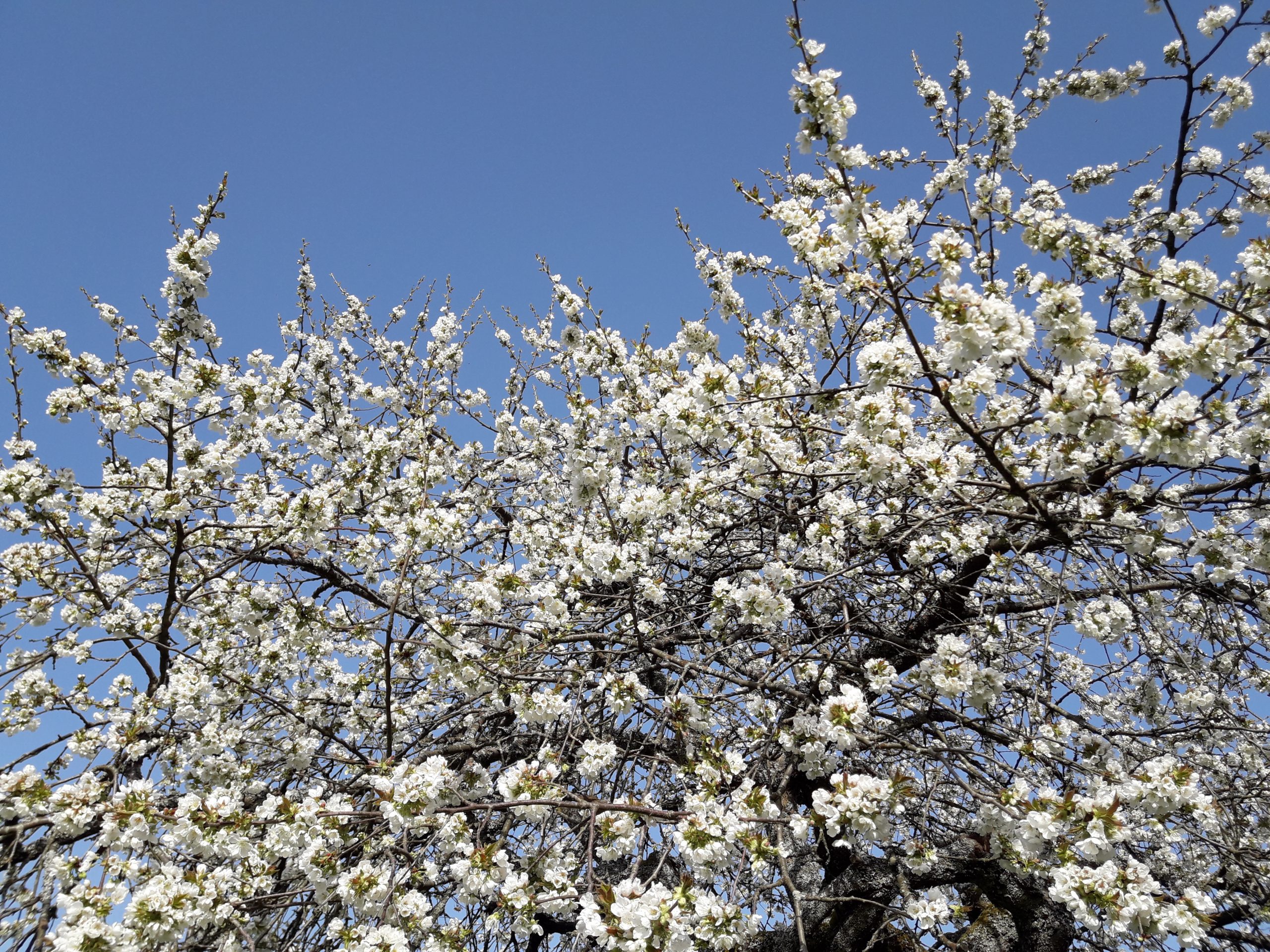 Pommiers Saulxures - Alsace