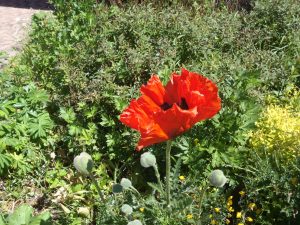 Fleurs Saulxures