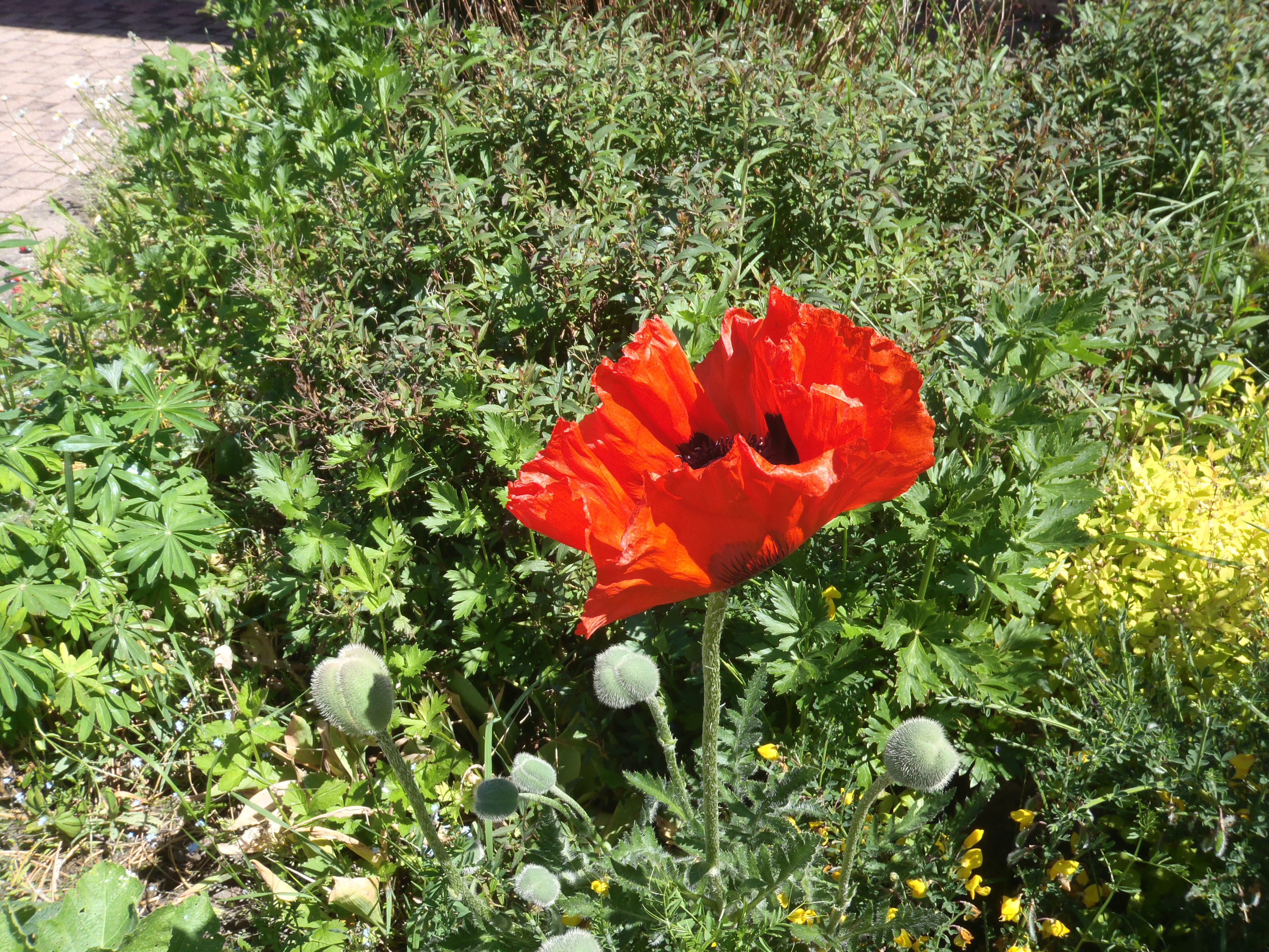 Fleurs Saulxures