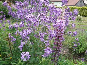 Fleurs jardin
