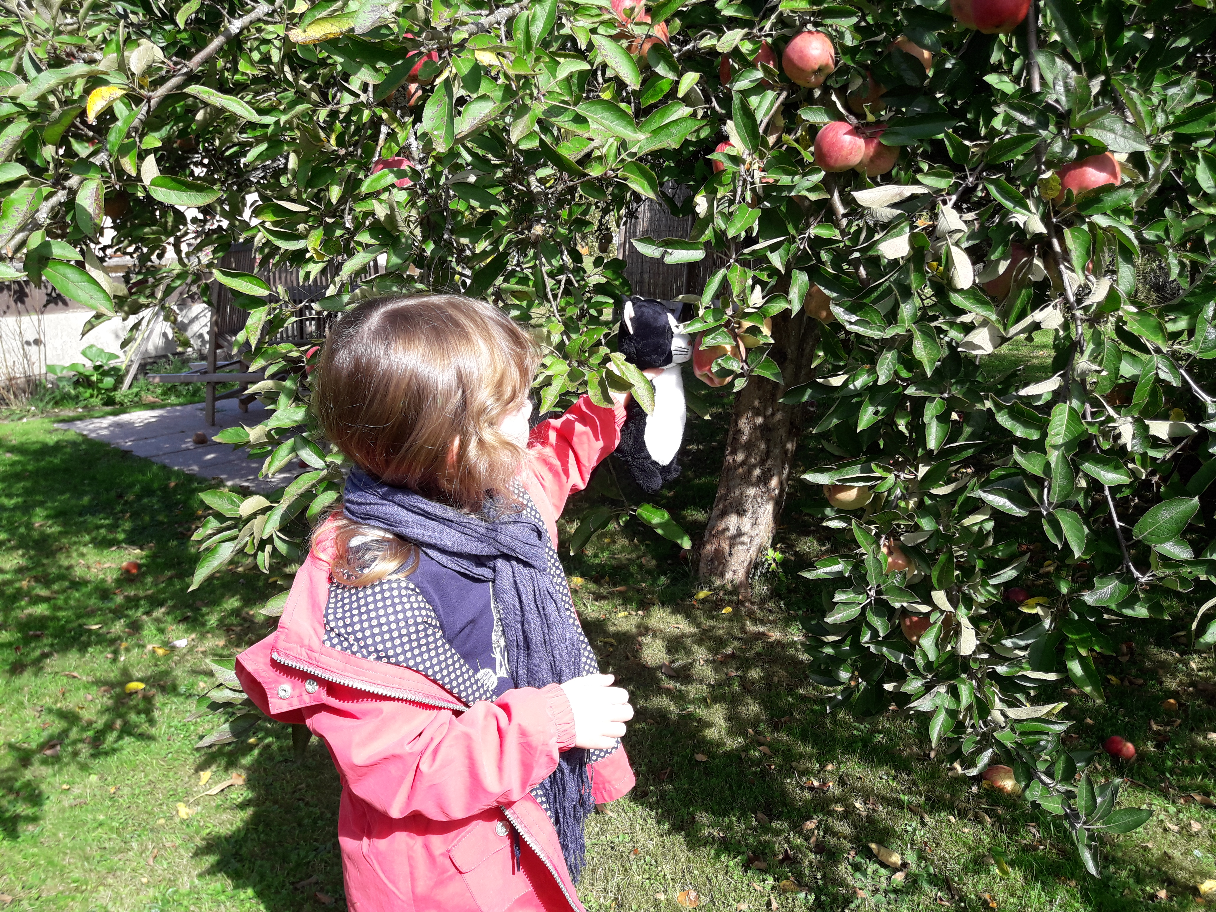 Le Gros Pommier Saulxures